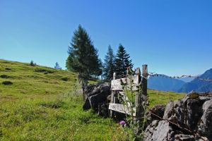 Almlandschaft PillerseeTal in Tirol